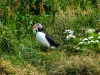 Papageientaucher mit Sandaale im Schnabel